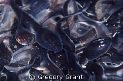 these tadpoles were all tightly grouped in a small area u... by Gregory Grant 